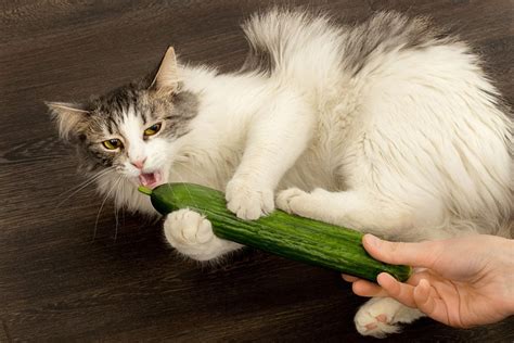 Why Are Cats Scared Of Cucumbers