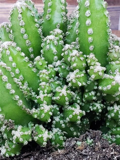 I just got one but ya know it's like 2 inches tall lmao. 4 Live Fairy Castles Cactus FREE SHIPPING | Etsy # ...