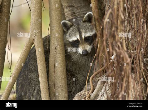 Common Raccoon Procyon Lotor Adult Foraging Amongst Tree Roots