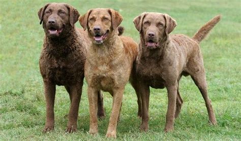 See more of golden retriever puppies on facebook. What are some dogs similar to Golden Retrievers? - Quora