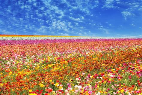 Maybe you would like to learn more about one of these? The Most Photogenic Flower Displays in the World - Turfmate