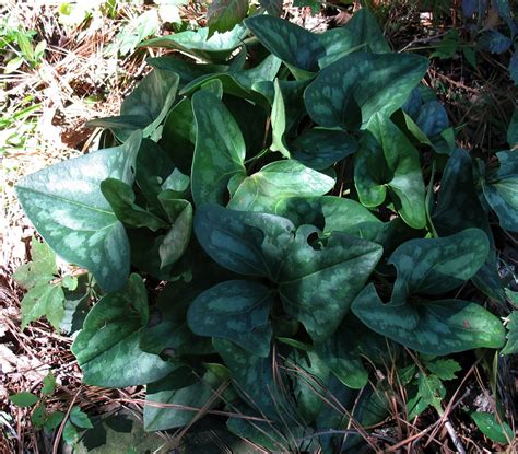 It occupies the extreme northwesterly. Using Georgia Native Plants: February 2012