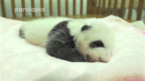 Baby Panda Sleeps In Bed Youtube