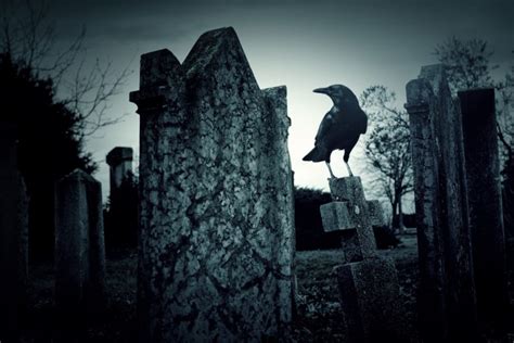 Interpreting Dead Crow Meaning Symbolism Of The Death Of A Crow By Avia On Whats Your