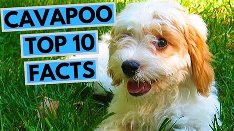 Cavapoo Top 10 Interesting Facts Designer Dogs Breeds 10