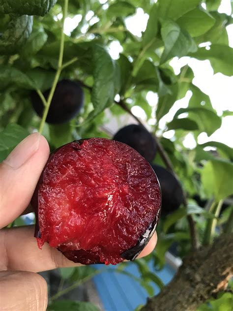 Nadia Sweet Cherry X Plum Hybrid General Fruit Growing Growing Fruit