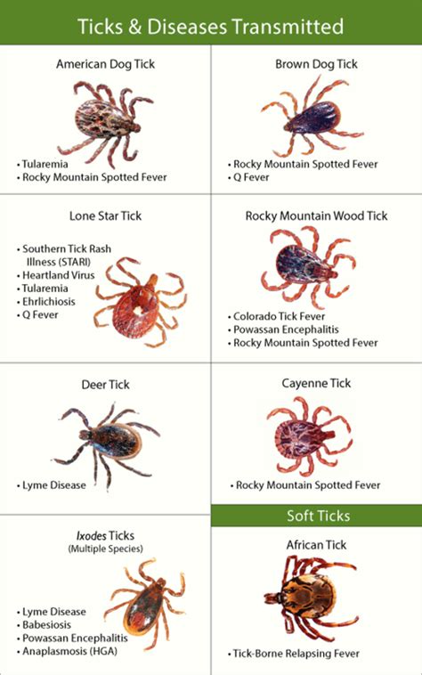Tick Bite Infections And The Devastation They Wreak On Your Health