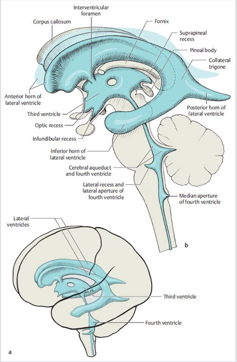 Ventricles And Cerebrospinal Fluid Csf Neupsy Key