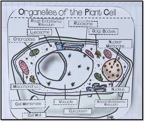 Cell organelles worksheet answered cell organelles. Pin on New Teachers