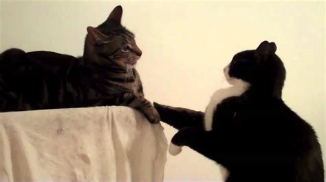 How to start a cat fight. Cat Slap Fight - YouTube