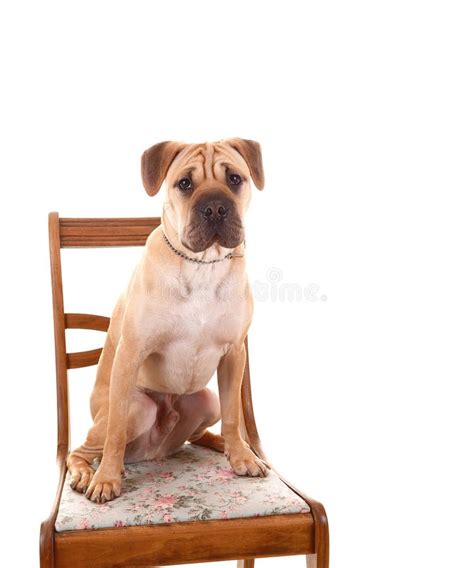 Sharpei Dog Sitting Stock Image Image Of Sitting Isolated 24073649