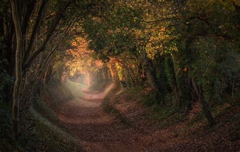 Wallpaper Autumn Trees England Trail The Tunnel The