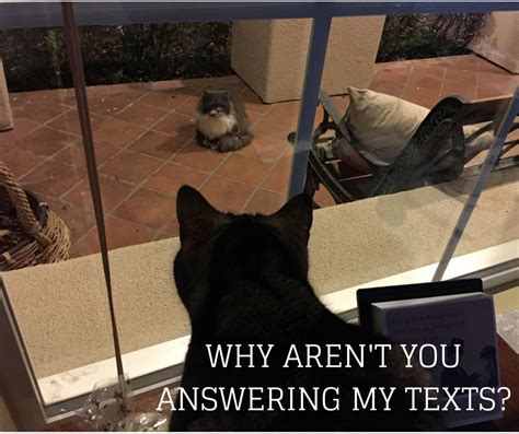 The popular country song, louisiana saturday night i see has a bunch of memes on. #Caturday My cat has a suitor who came calling last night. | My animal, Caturday, Dog cat