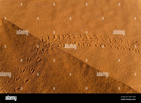 Desert Animal Tracks Hi Res Stock Photography And Images Alamy