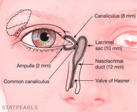 Nasolacrimal Duct Anatomy