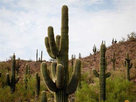 Five Interesting Facts About The Saguaro Cactus Dbg