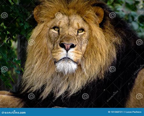 Majestic Male Lion Face Closeup In Black And White Stock Photography