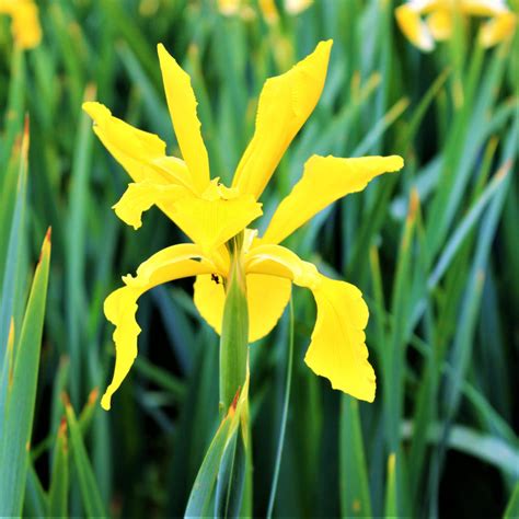 Brilliant Dutch Iris Bulbs For Sale Online Spring Royalty Mix Easy To Grow Bulbs