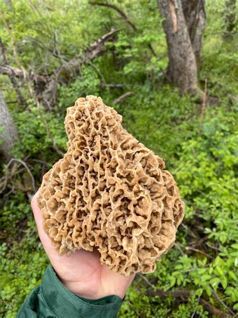 10 of the Biggest Morel Mushrooms Ever Found | MeatEater Cook