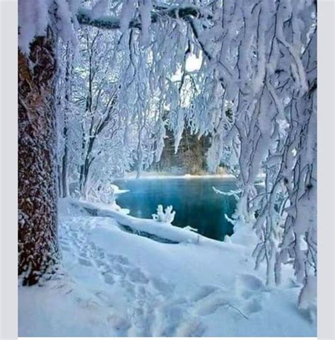 The Trees Are Covered In Snow And Ice As They Stand Next To A Body Of Water