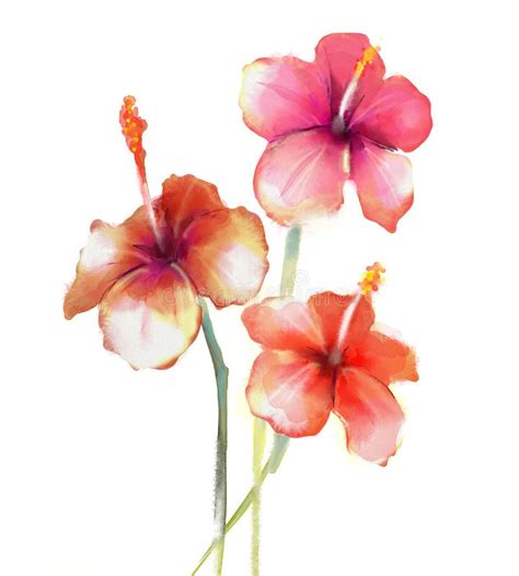 Red Hibiscus Flowers Watercolor Painting Stock Illustration