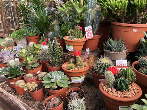 The Selection At My Local Garden Centre Is Just Beautiful They Have