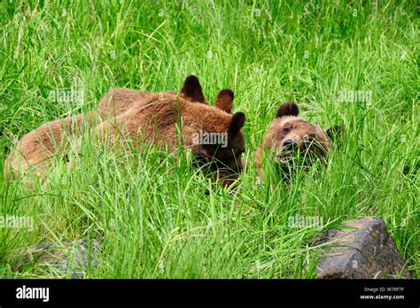 female grizzly bear nursing her two cubs ursus arctos horribilis khutzeymateen grizzly bear
