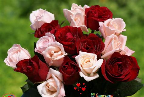 Love Flower Wallpapers Top Free Love Flower Backgrounds Wallpaperaccess