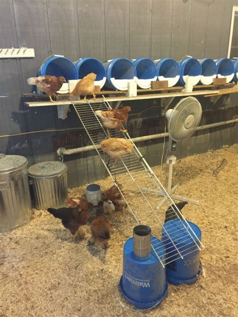 6 Creative Chicken Nesting Box Ideas The Owner Builder Network