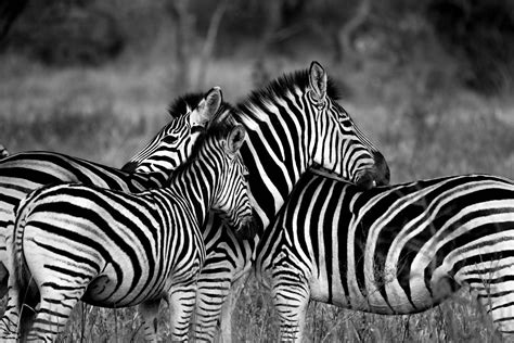 Herd Of Zebra Animals Grayscale Photography Hd Wallpaper Wallpaper Flare