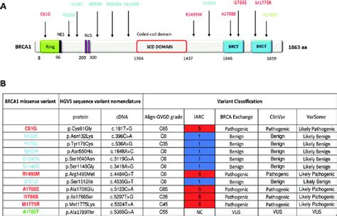 Localisation And Classification Of Brca1 Missense Variants A Brca1