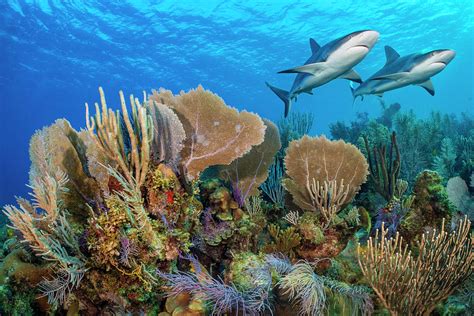 Caribbean Reef With Reef Sharks Jardines De La Reina Cuba Photograph