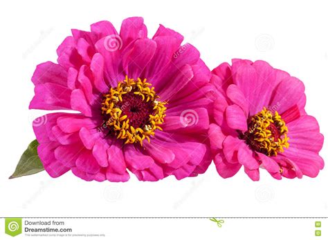 Hintergrundbilder blumenstrauß full hd 1920x1080, desktop hintergrund hd 1080p. Blumenbilder Weißer Hintergrund - hintergrund