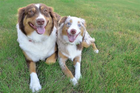Mommy Red Tri Color 4 Years And Daughter Red Merle 6 Months
