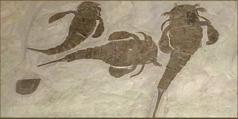 Eurypterid Fossils Sea Scorpions Facts Information