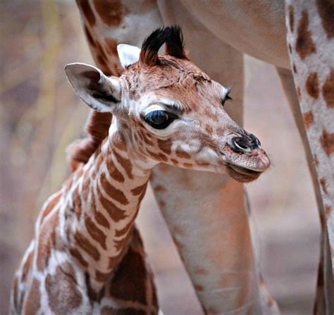 Rare Rothschilds Giraffe Born At Chester Zoo Zooborns