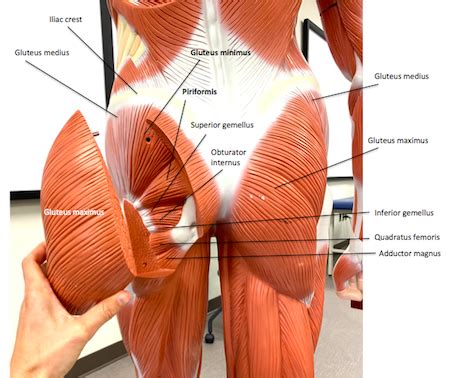 The Muscles Of The Foot Muscles That Move The Pelvic Girdle And My