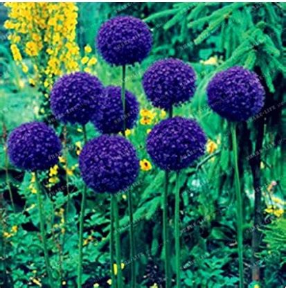 Giant allium's flowers are long blooming and are excellent to use as cut or dried flowers. US$ 1.34 - 100 Seeds Giant Onion Seeds Allium Giganteum ...