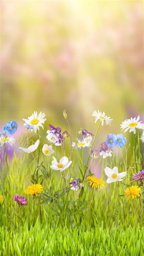 Choose from hundreds of free flower wallpapers. Wallpaper flower, 5k, 4k wallpaper, field, spring, Nature ...