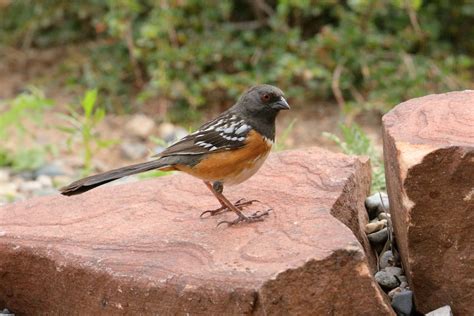 The 20 Most Common Birds Of Los Alamos County Pajarito Environmental