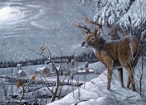 Deer Scene Wallpaper Wallpapersafari