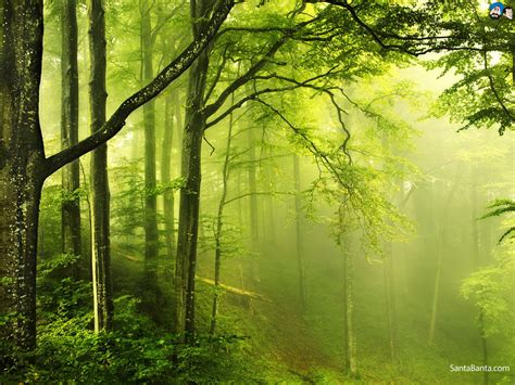 Free Download Description Green Nature Wallpaper Green Nature