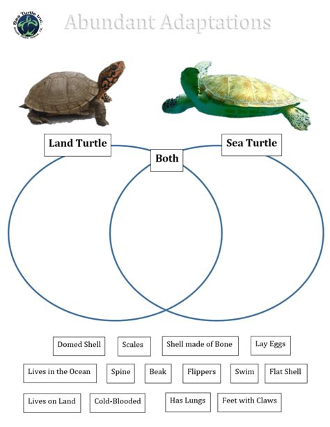 Abundant Adaptations Template Sea Turtle Inc