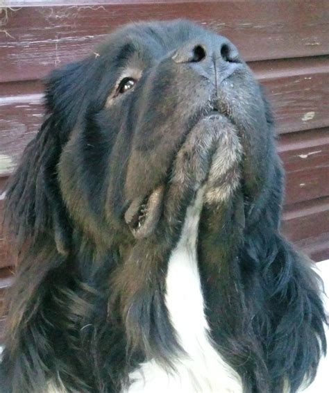 We did not find results for: My sweetheart Newfoundland Dog Bear | Cani, Gatti