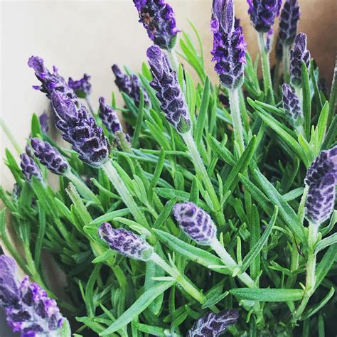 Fresh Flowers Friday Yay Lavender Commonly Used In Aromatherapy With A