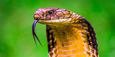 King Cobra Animal Facts Ophiophagus Hannah Az Animals