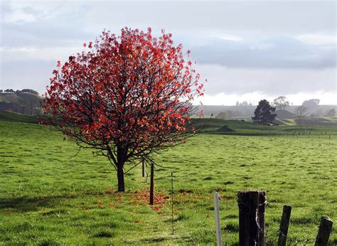 One Red Tree State Highway One Before Tokoroa New Zealan Flickr