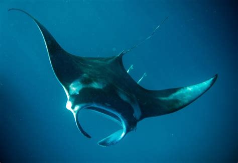 Episode 43 Angels Of The Deep The Manta Ray All Creatures Podcast
