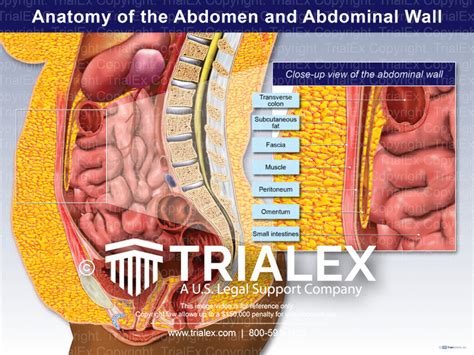 anatomy of the abdomen and abdominal wall trialexhibits inc