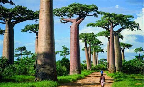 Baobabs Tree Madadascar Dont Remember This In The Pixar Movie